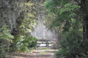 gate, forest, woods, pathway