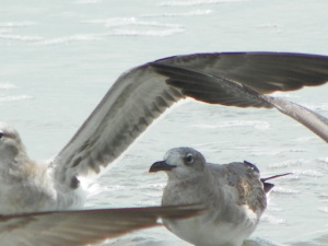 gulls, beach, shoreline