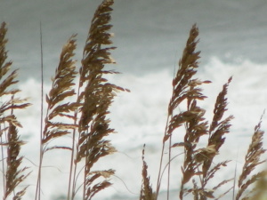 beach, sea oats, ocean, relaxation