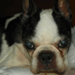 Boston Terrier, senior citizens, 