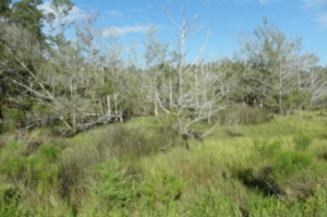 nature, walking, swamp, salt marsh, exercise, relaxation