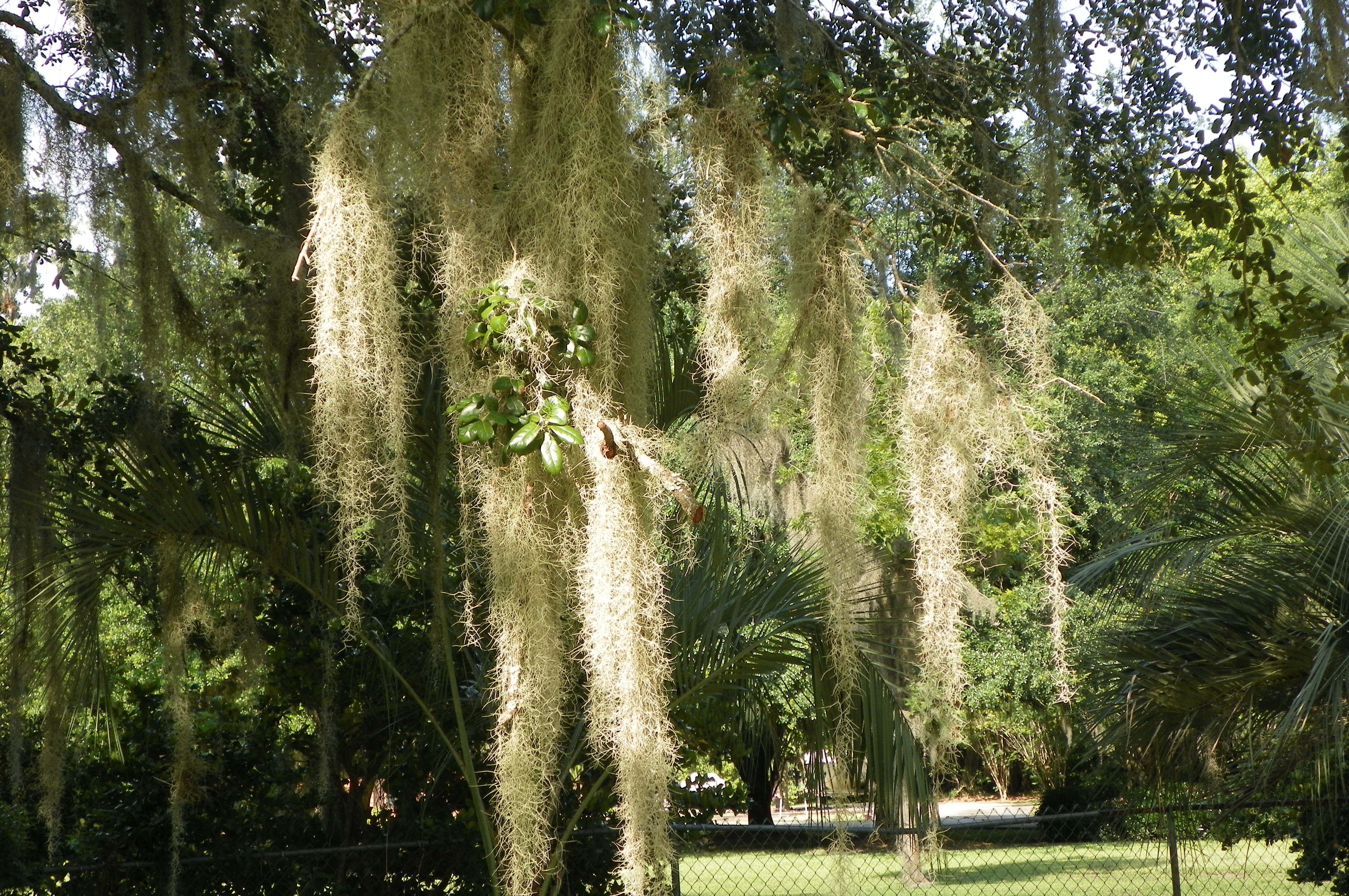 spanish moss, salt marsh, trees 