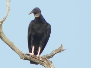 wildlife, nature, bird, marsh