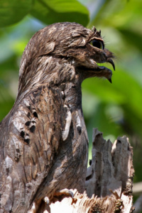 Oddities Potoo Bird