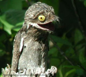 Potoo bird, nature, oddities