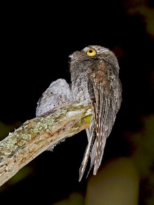 oddities, Potoo and baby, wildlife, nature, birds