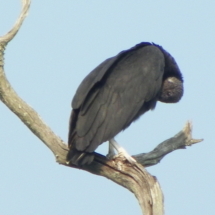 Vulture