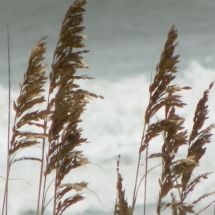 crafting, photography, beach, shoreline, sea oats, waves