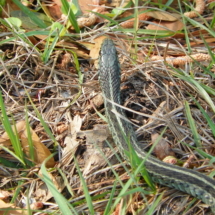 Snake, nature