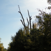 tree, dead tree, woods, nature