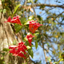 nature, flower, vine, nature walk