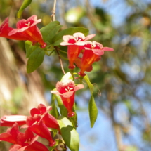 nature, flower, vine, nature walk